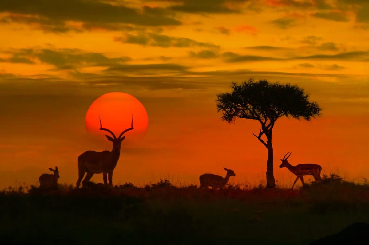 Wildlife & Nature